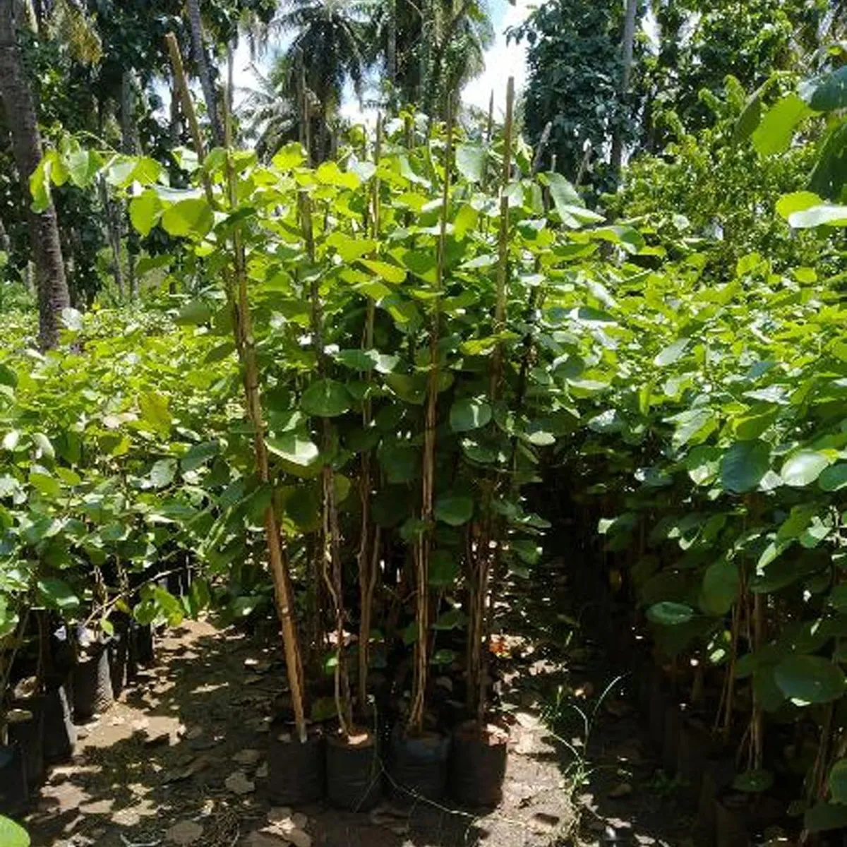 Red Sandalwood Chandan Avenue Live Plant - Image 4