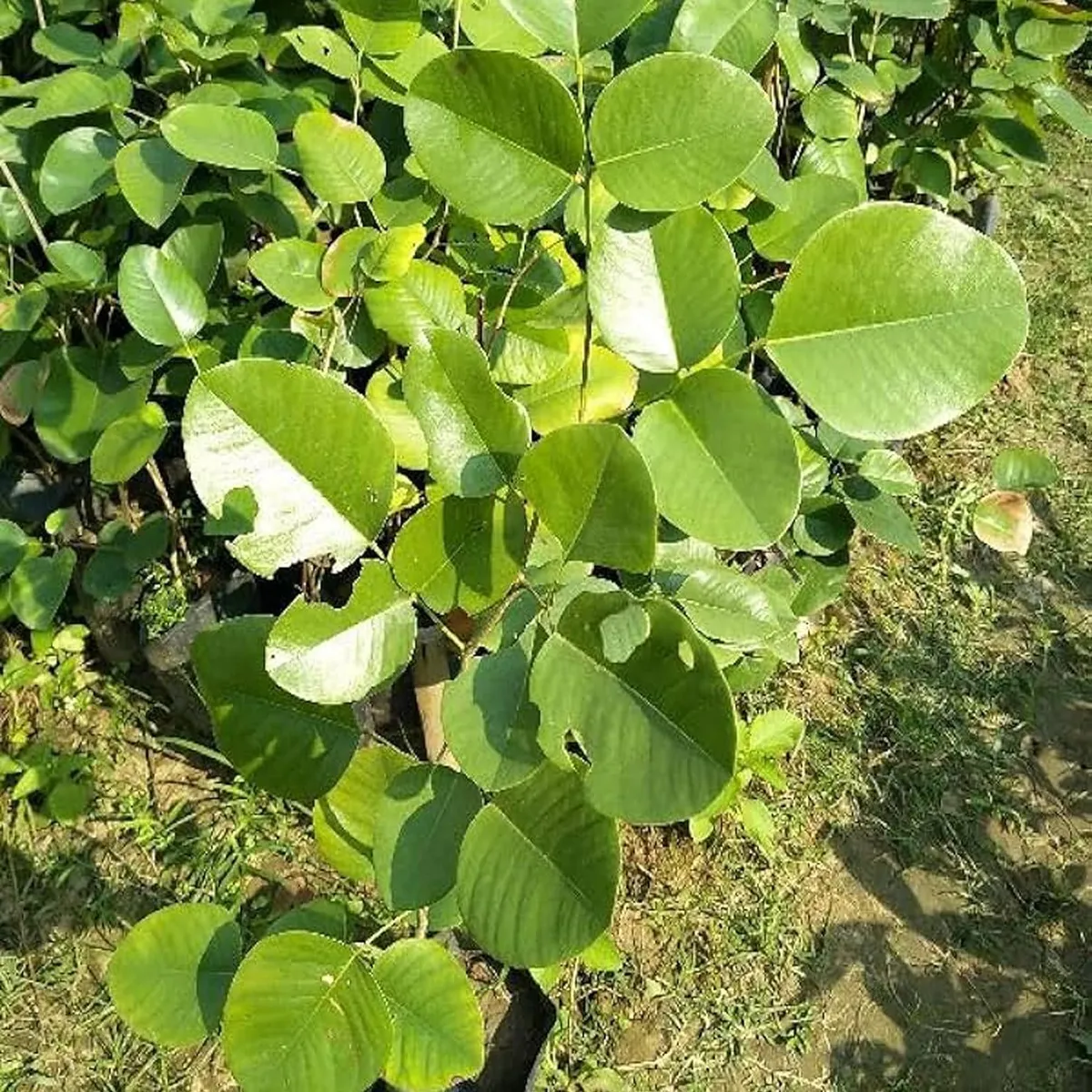 Red Sandalwood Chandan Avenue Live Plant - Image 2