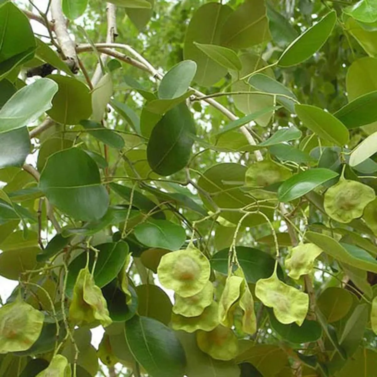 Red Sandalwood Chandan Avenue Live Plant - Image 3