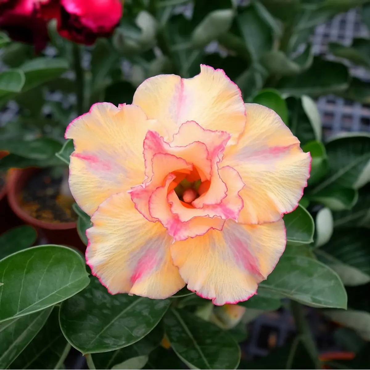 Adenium Desert Rose Plant