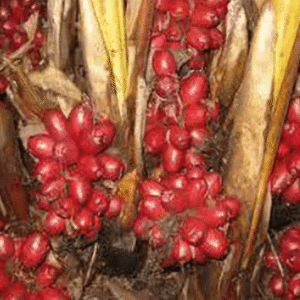 Badi Elaichi, Black Cardamom - Organic Fruit Plant