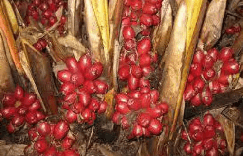 Badi Elaichi, Black Cardamom - Organic Fruit Plant