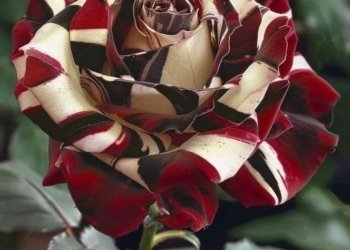 Special Rose Plant Imported V10