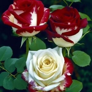 Special Rose Plant Imported V11