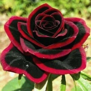 Special Rose Plant Imported V12