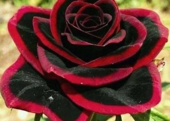 Special Rose Plant Imported V12