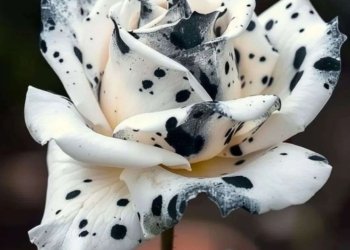 Special Rose Plant Imported V13