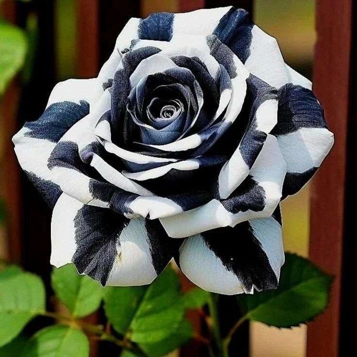 Special Rose Plant Imported V20