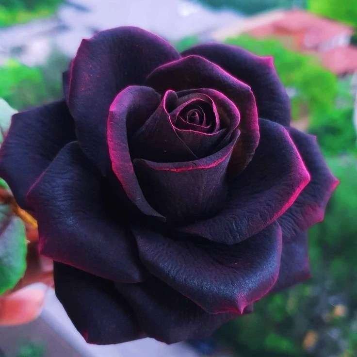 Special Rose Plant Imported Y2