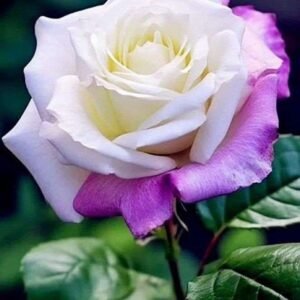 Special Rose Plant Imported S6