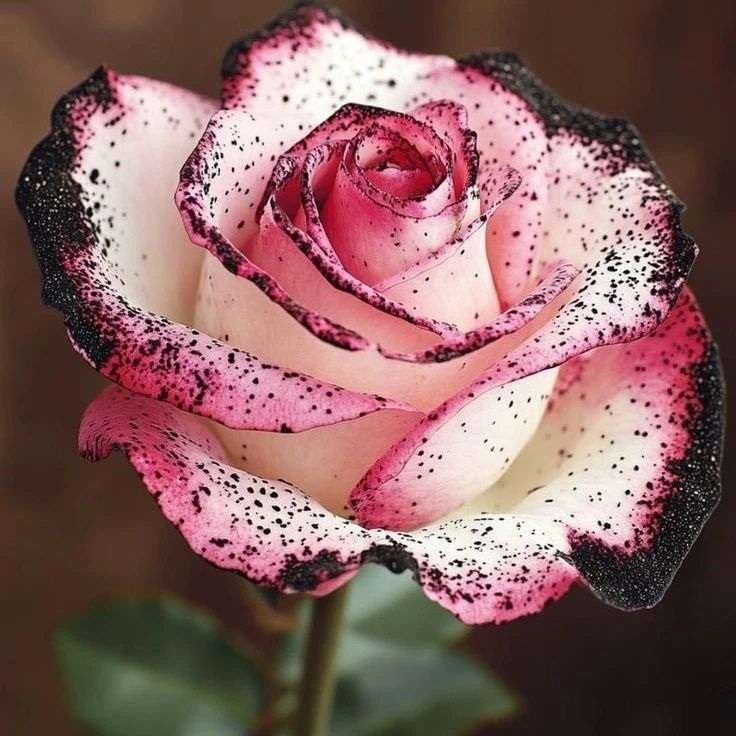 Special Rose Plant Imported S7