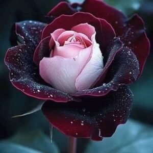 Special Rose Plant Imported P1