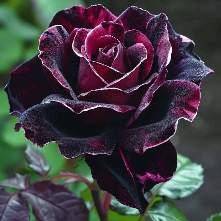 Special Rose Plant Imported P2