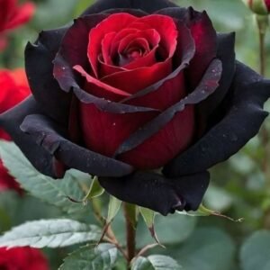 Special Rose Plant Imported P6