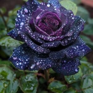 Special Rose Plant Imported V4