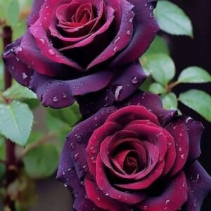 Special Rose Plant Imported P7
