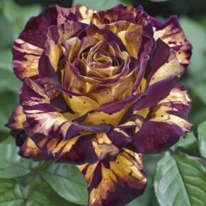 Special Rose Plant Imported P8