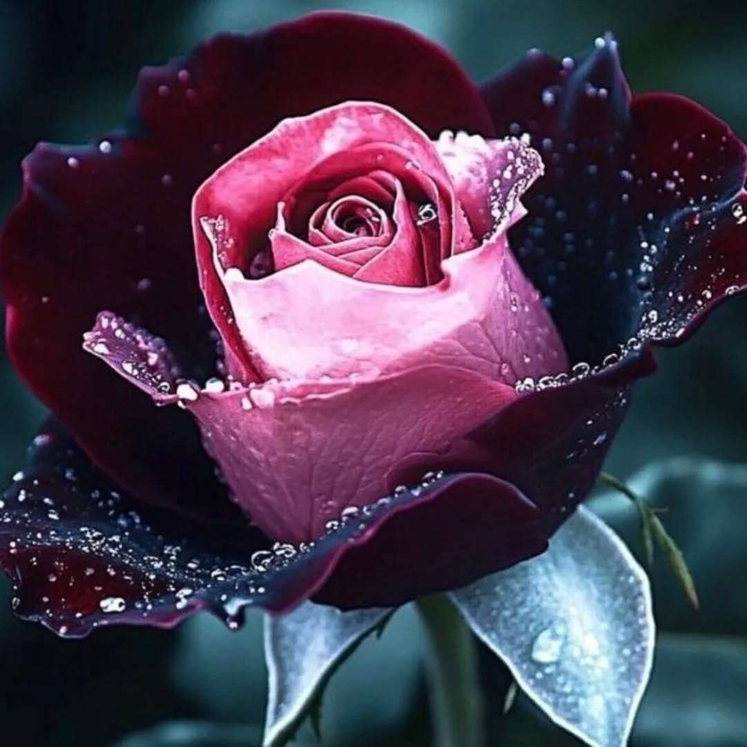 Special Rose Plant Imported P14