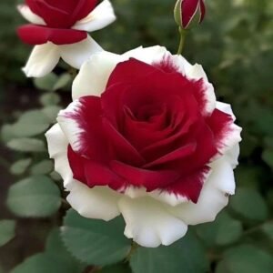 Special Rose Plant Imported P16