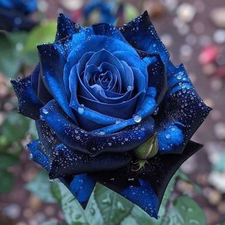 Special Rose Plant Imported V5