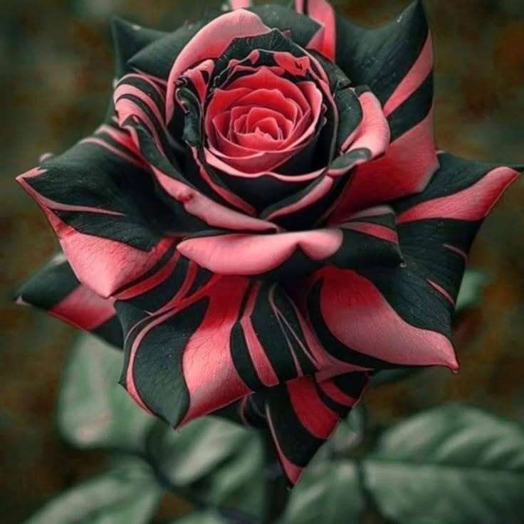 Special Rose Plant Imported YT3