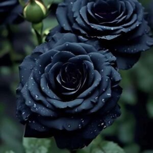 Special Rose Plant Imported YT9