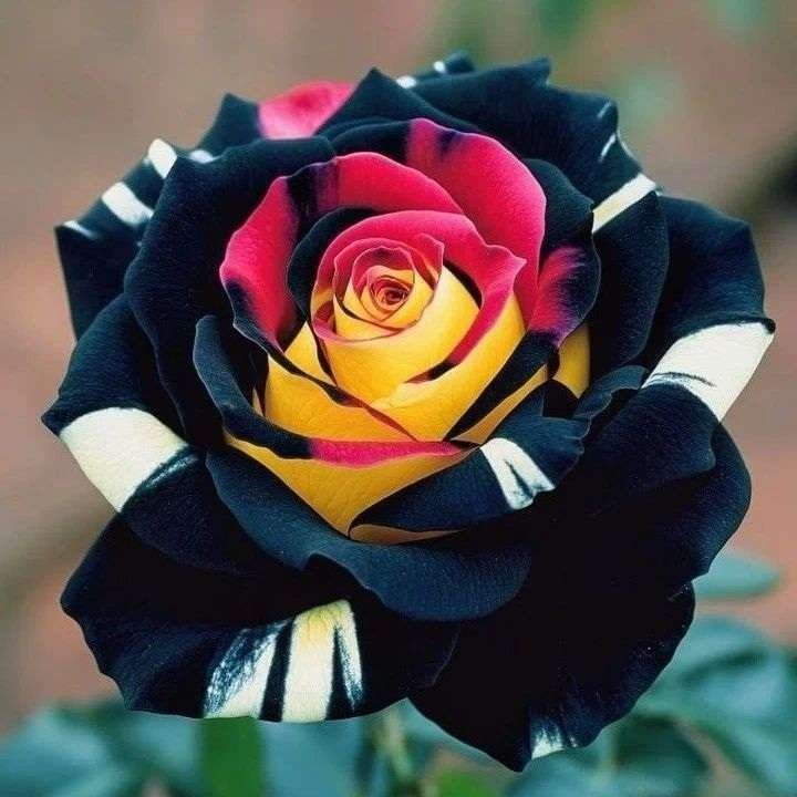 Special Rose Plant Imported YT17
