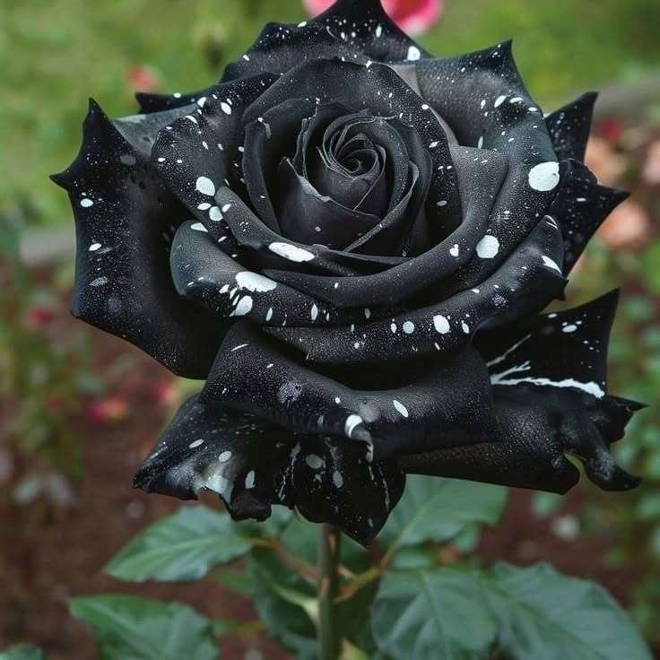 Special Rose Plant Imported YT18