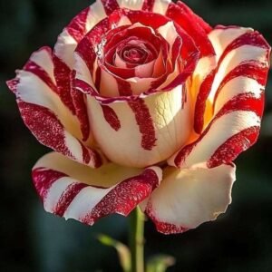 Special Rose Plant Imported SP3