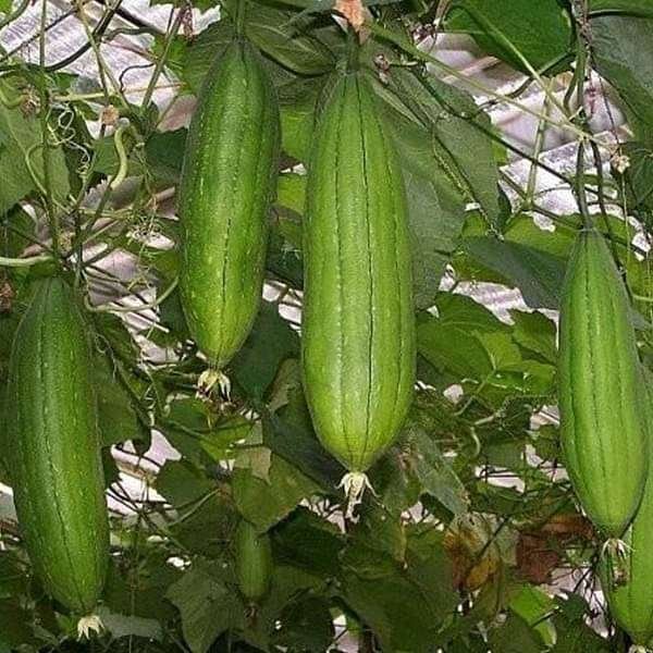Sponge Gourd F1 Komal - Vegetable Seeds