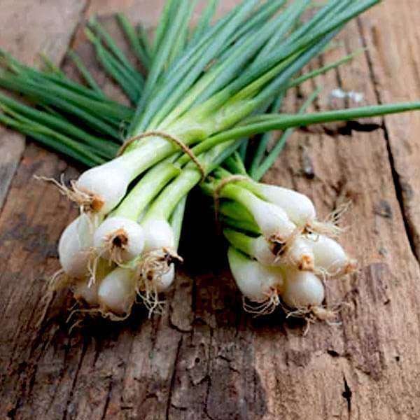 Spring Cut Bunching Onion - Vegetable Seeds