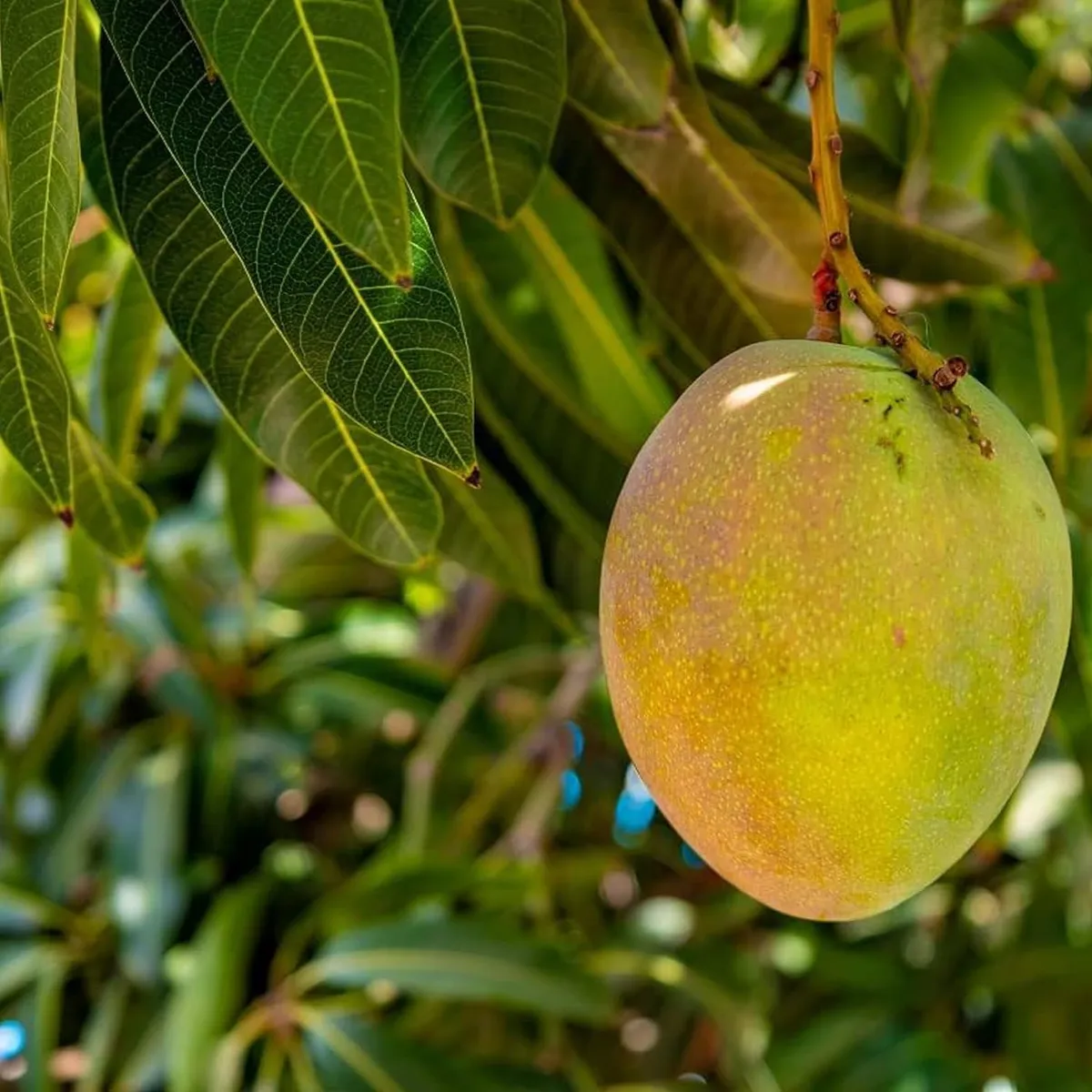 Kothapalli Kobbari Mango Aam Grafted Fruit Live Plant - Image 3