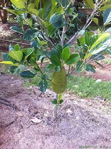 Lakshadweep, Kathal Organic Fruit Plant