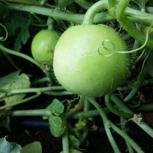 Tinda Orchad Green Sel. HY 114 - Vegetable Seeds