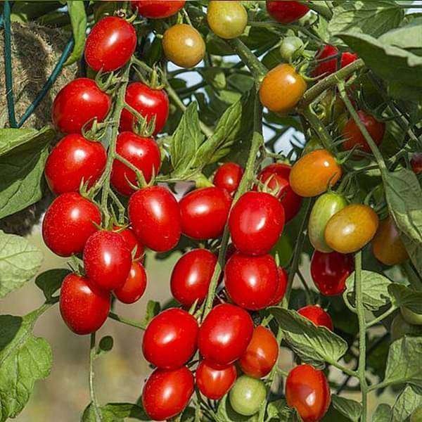Tomato F1 Hybrid Suhyana - Vegetable Seeds