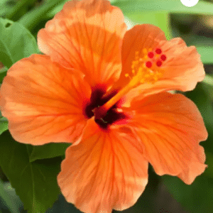 Pune Joba / Hibiscus, Gudhal Flower (Orange) - Fresh Organic Flower Plant