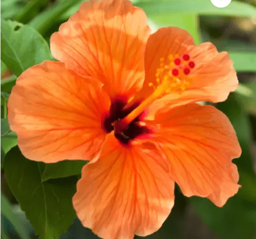 Pune Joba / Hibiscus, Gudhal Flower (Orange) - Fresh Organic Flower Plant