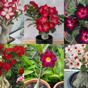 Unique Variety Adenium Plant Combo Pack Of 6