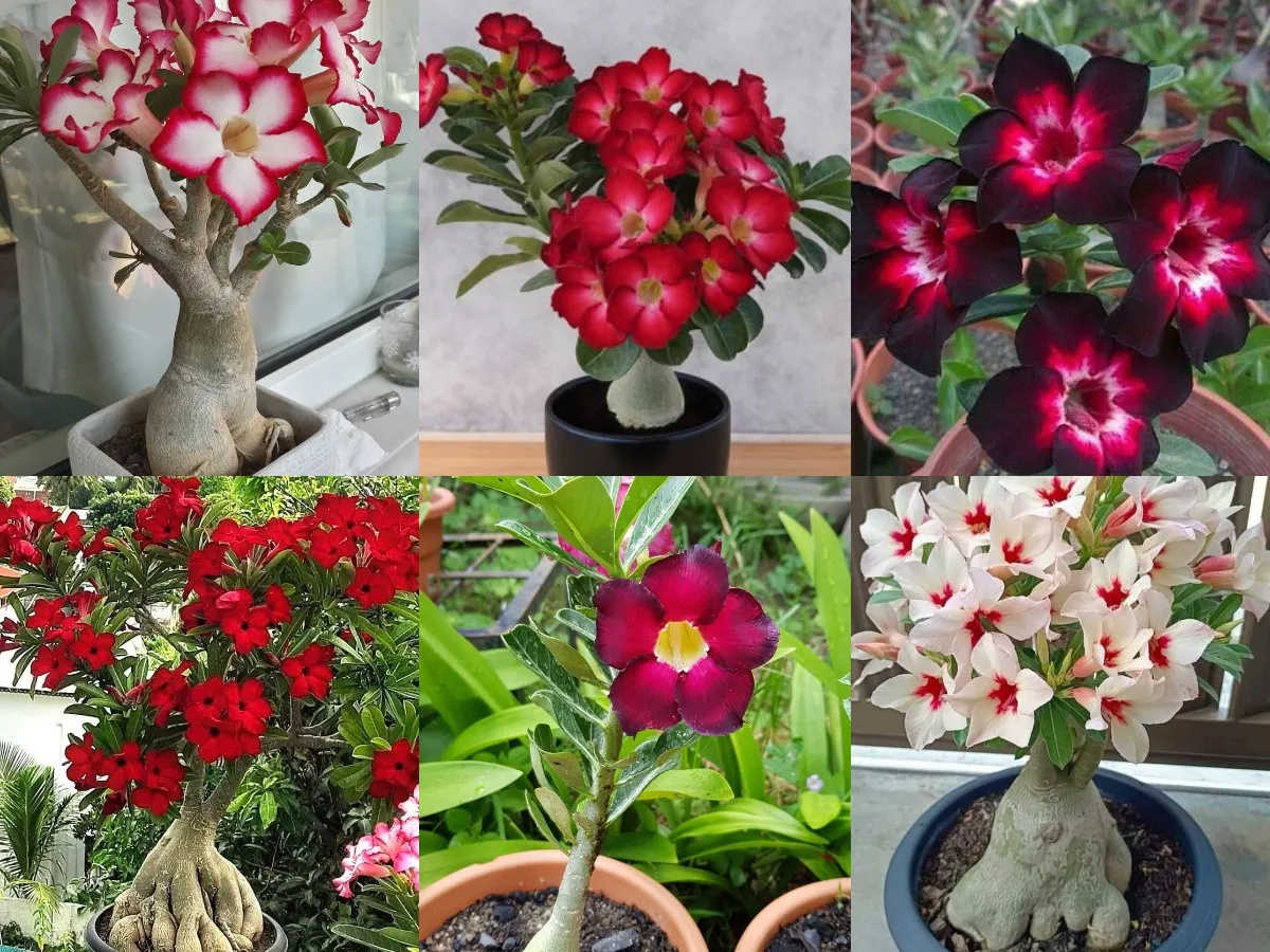 Unique Variety Adenium Plant Combo Pack Of 6