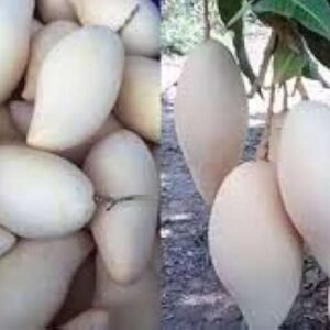 White Mango Oxiflora Organic Fruit Plant