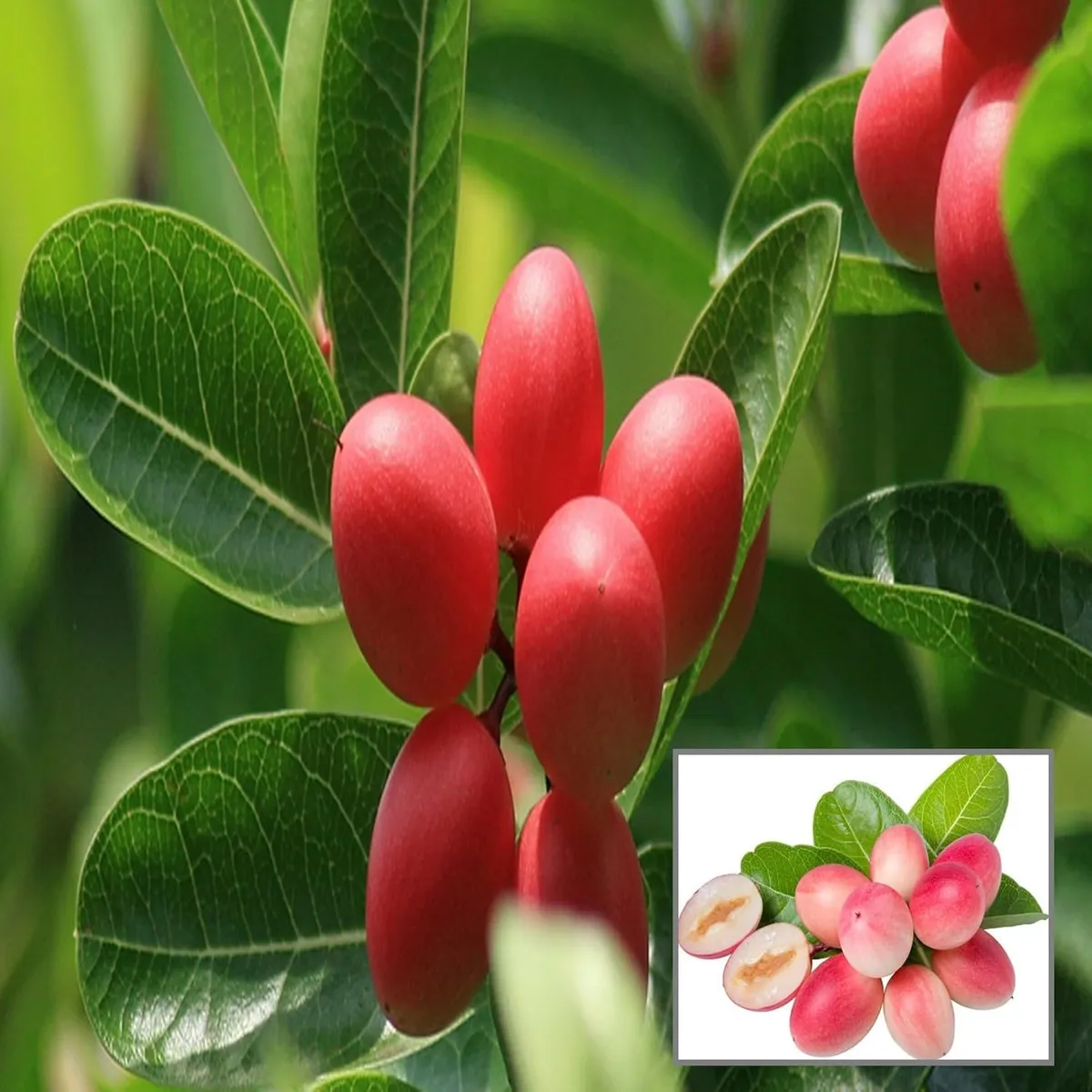 Karonda Carissa Carandas Cherry Cherries, Koromcha Live Plant