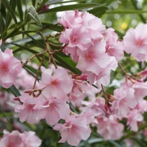 Kaner, Nerium Oleander (Pink Color) Fresh Organic Flower Plant