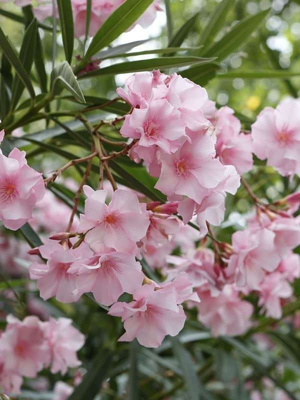 Kaner, Nerium Oleander (Pink Color) Fresh Organic Flower Plant
