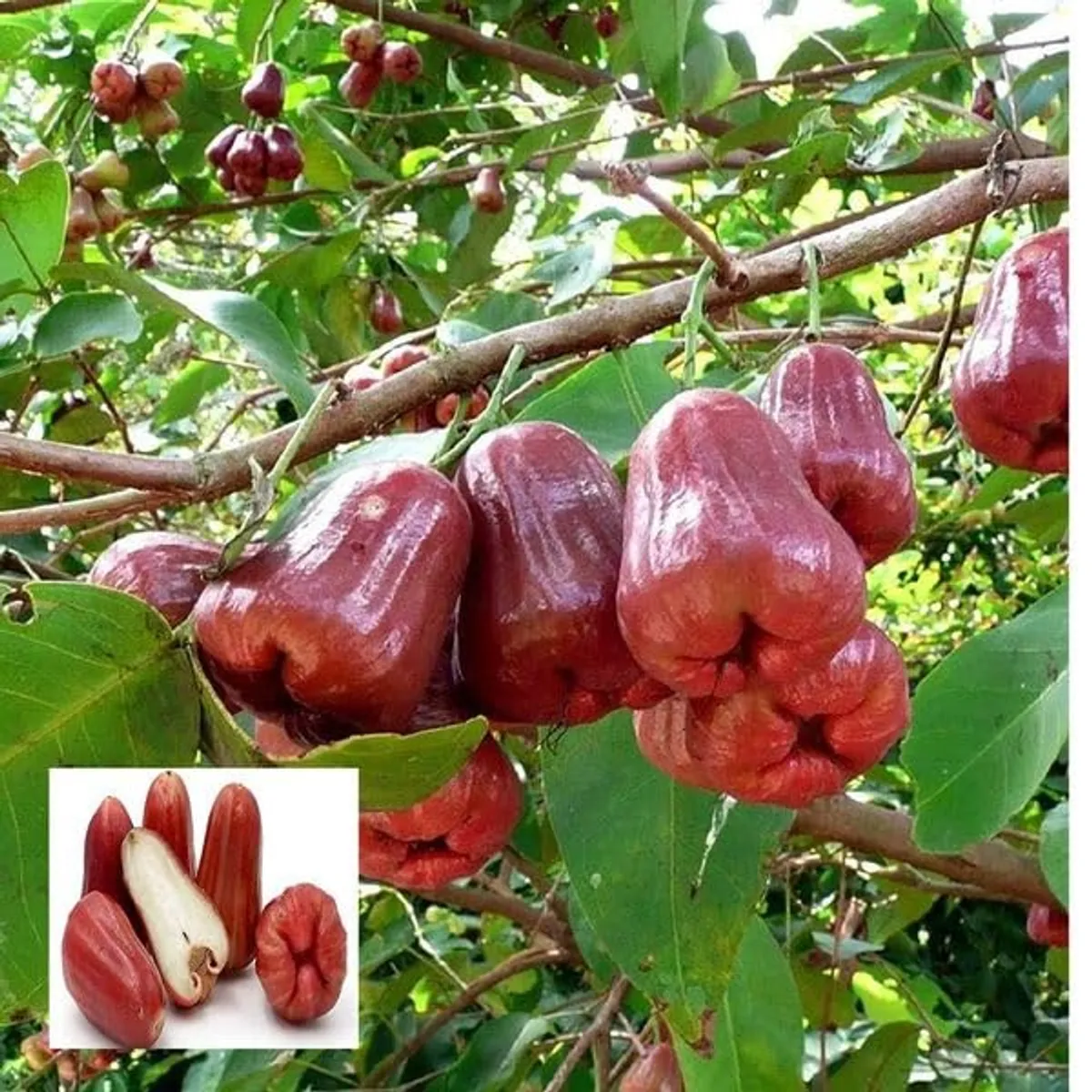 Red Malay Wax Apple Water Apple Java Apple Jamrul Chamba Layering/Grafted Fruit Live Plant