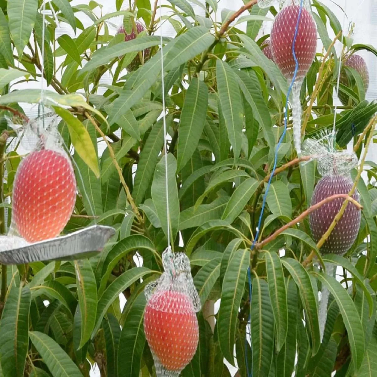 Miyazaki Egg Of Sun Taiyo No Tamago Mango Aam Grafted Fruit Live Plant - Image 4