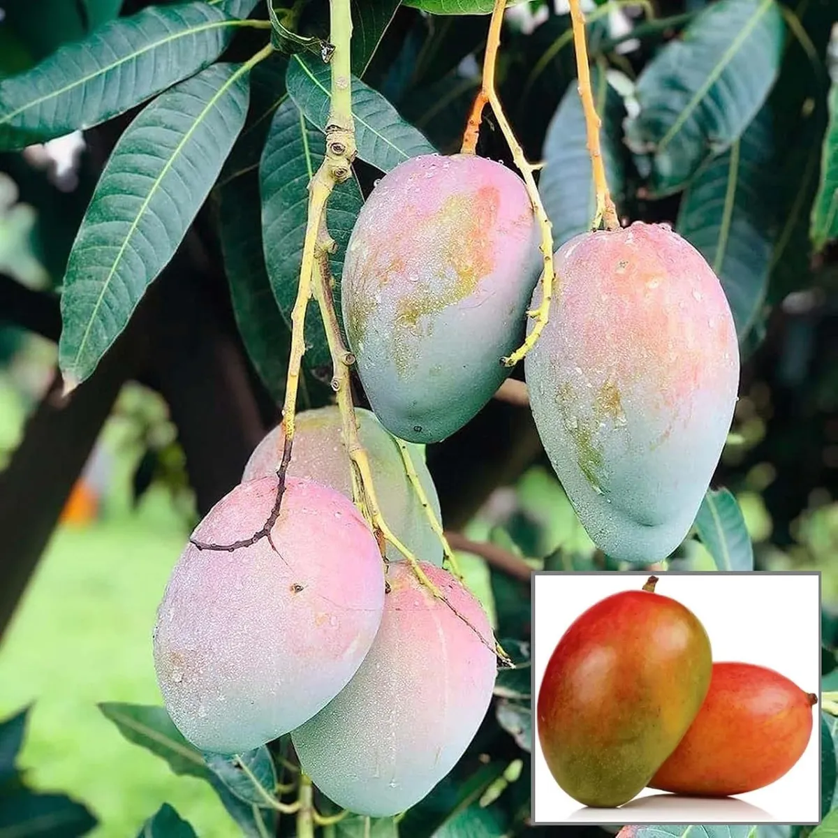 Arunika Mango Grafted Fruit Live Plant