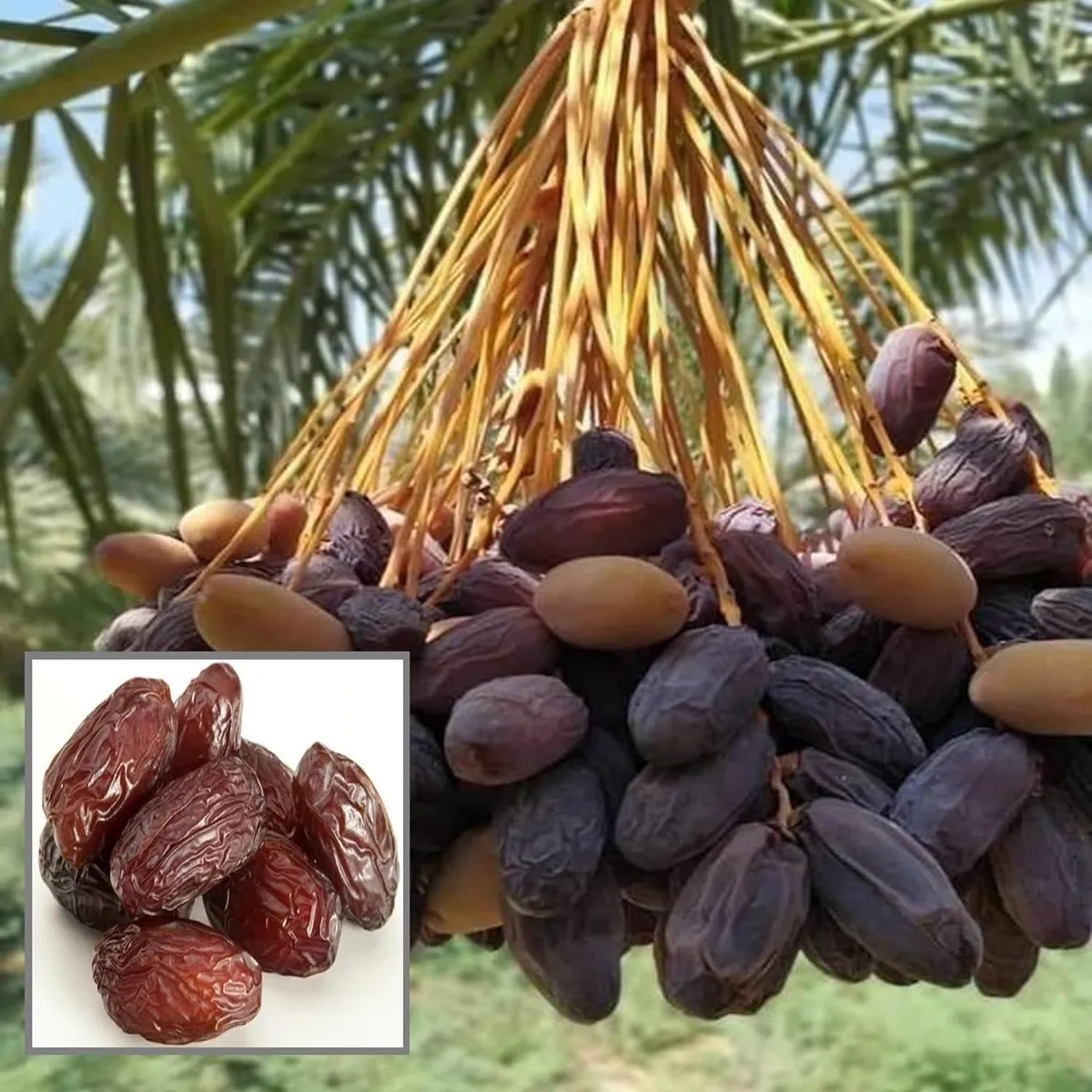 Deglet Noor Dates Palm Arabian Khurma Khajoor Dwarf Fruit Live Plant
