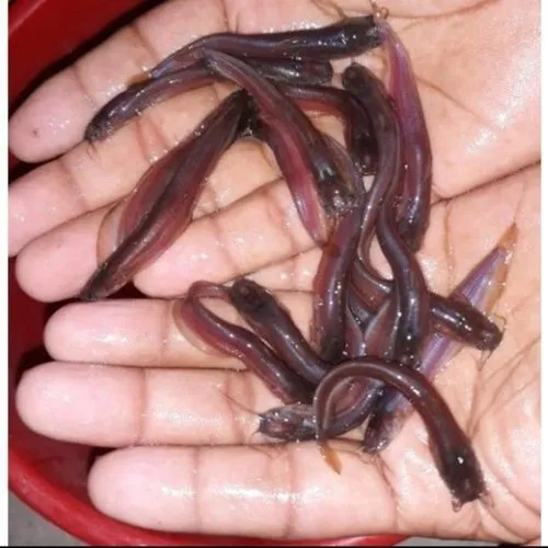 Desi Magur Fish Seeds