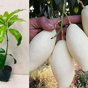 Thailand White Mango Organic Fruit Plant