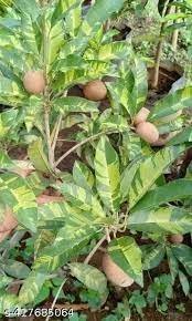 Verigated Chikoo Organic Fruit Plants (Grafted) - Image 2